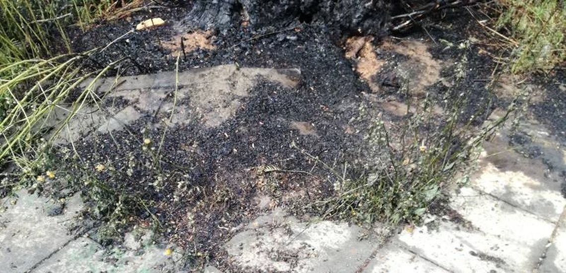 ΕΓΚΛΗΜΑ: Έκαψαν δέντρο 35 χρόνων για να διώξουν το μελίσσι -  Χιλιάδες μέλισσες νεκρές από τους υπάλληλους του Δήμου Λάρνακας - ΦΩΤΟΓΡΑΦΙΕΣ